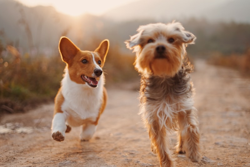 Veterinary Hospital & Boarding